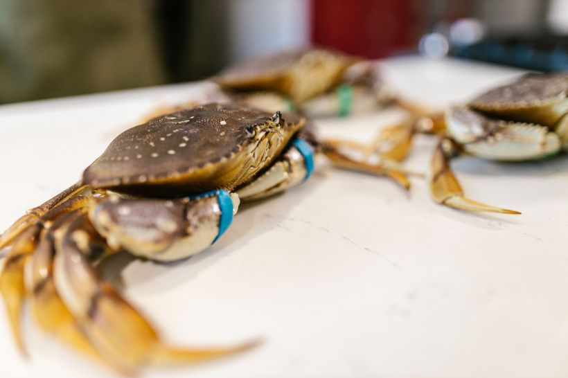 A crab
