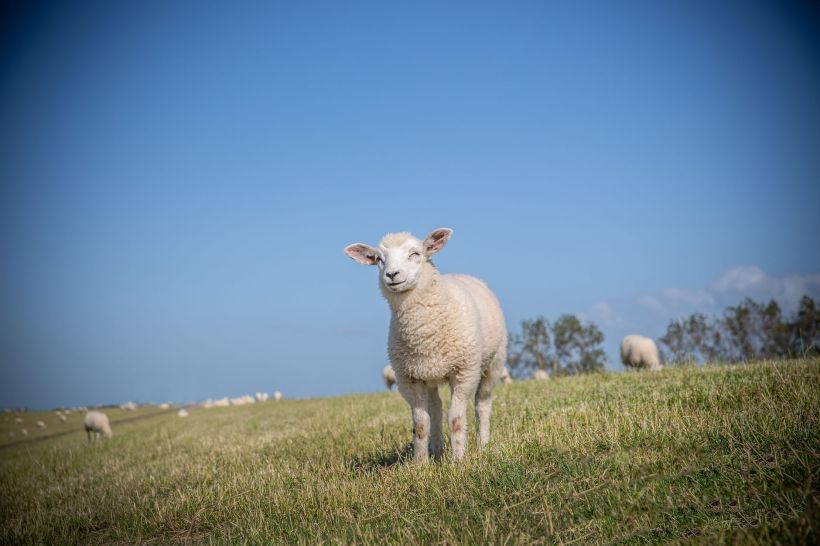 A lamb in a field.