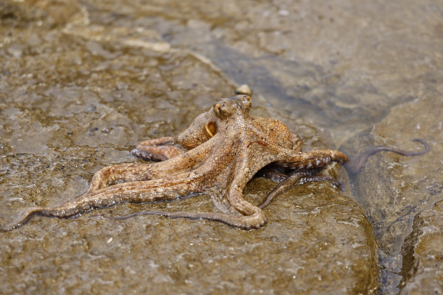 An octopus on the beach.