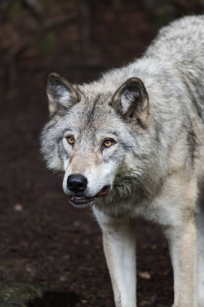 A wolf