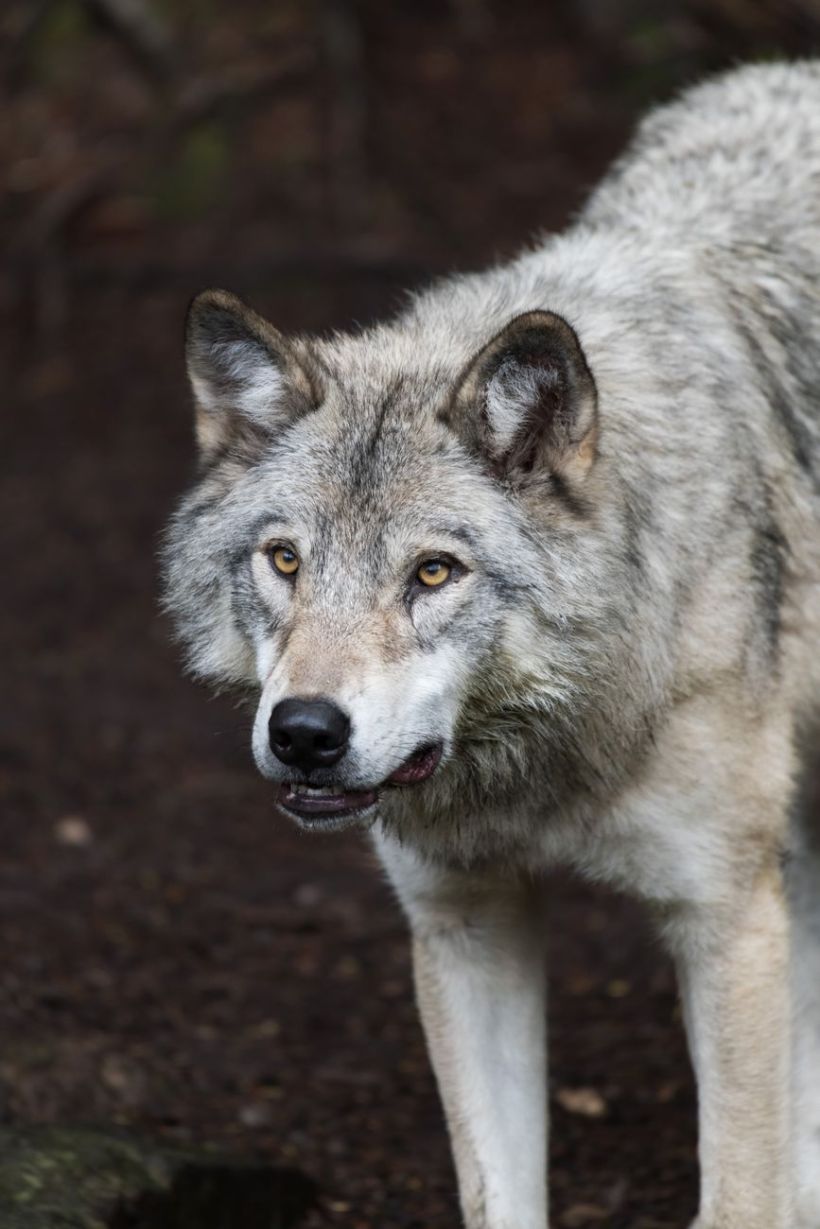 A wolf