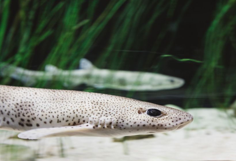 A small-spotted catshark.